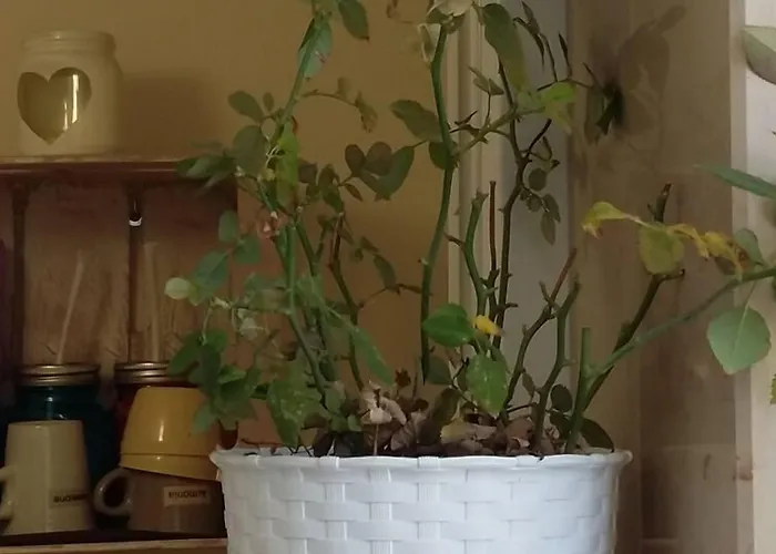 Pensionat Dimora Dei Gelsi 4*