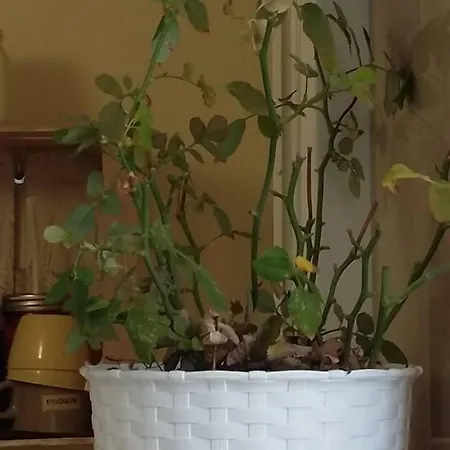 Penzion Dimora Dei Gelsi 3*